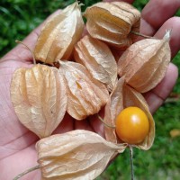 Physalis peruviana L.